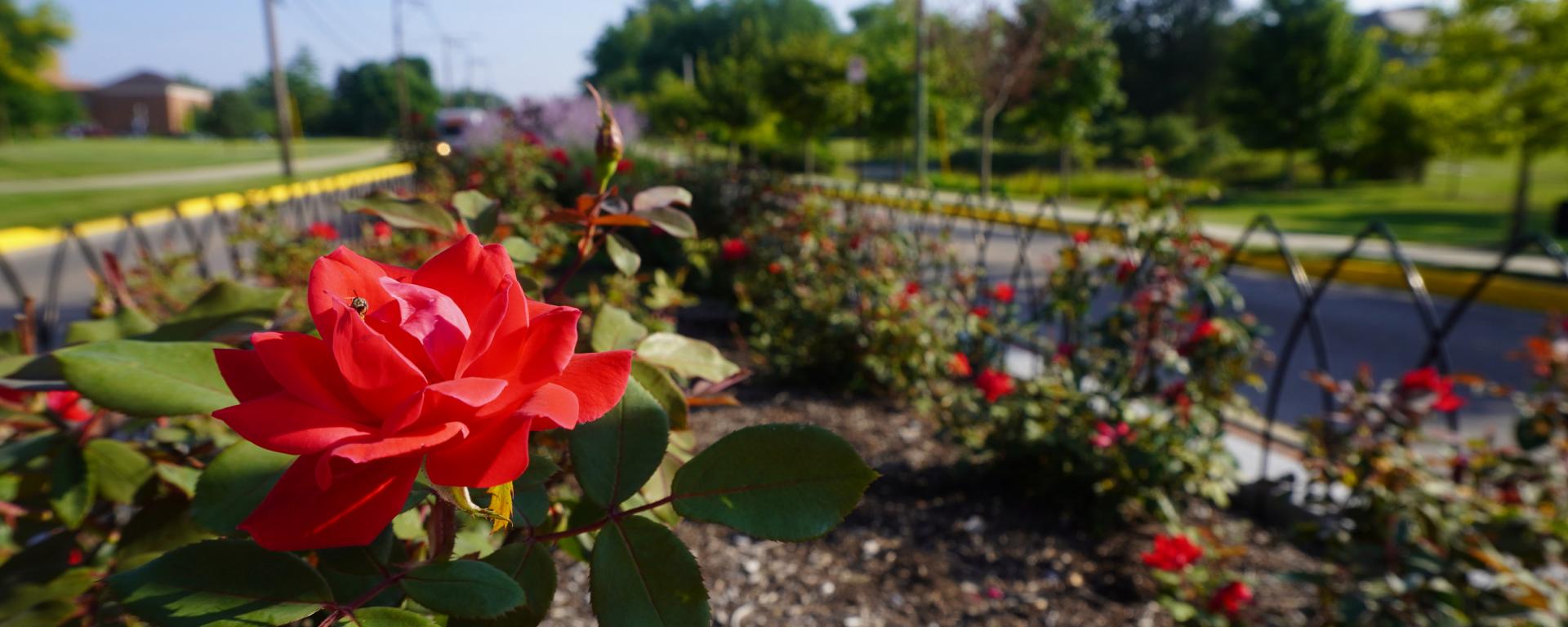 red rose planted in median of street