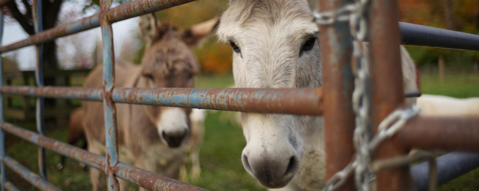 close up shot of a donkey peeking through a gate