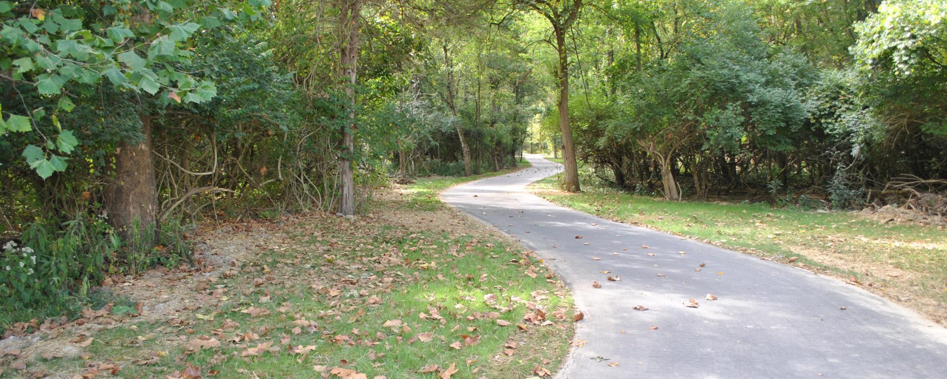 paved trail through the woods